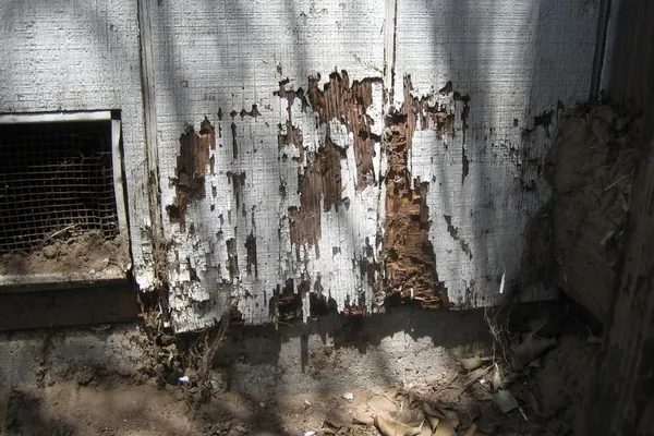 Bardage en bois rongé par les termites au pied d’un mur