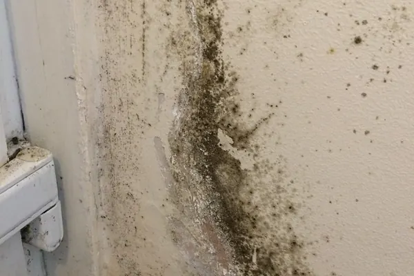 Moisissures noires dans l’angle d’un mur humide, près d’une porte